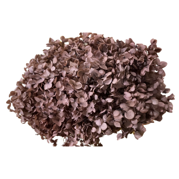 Reddish Brown Hydrangea | Wholesale Preserved Flowers